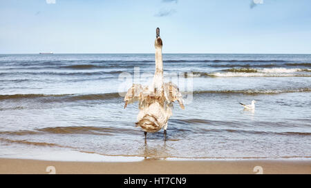Panoramic picture of young mute swan looking up on a beach. Stock Photo