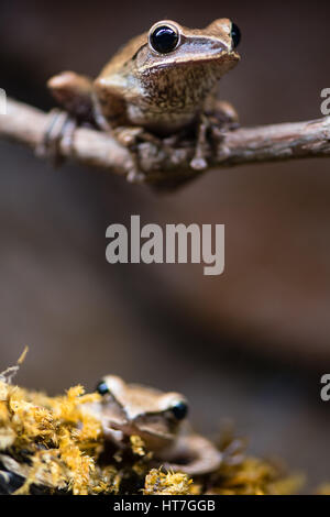 Golden tree frogs (Polypedates leucomystax). Shrub frogs family Rhacophoridae, aka common tree frog, four-lined tree frog, golden flying tree frog Stock Photo