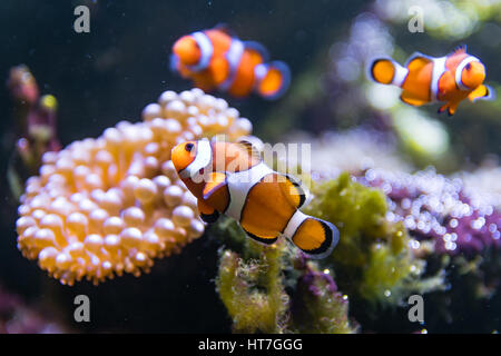 Clown fish (Amphiprion ocellaris) swimming around anemone. Group of orange and white fish around bubble-tip anemone (Entacmaea quadricolor) Stock Photo