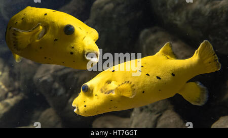 Blackspotted puffer (Arothron nigropunctatus). Composite image of two marine fish belonging to the family Tetraodontidae, aka dog-faced puffer Stock Photo