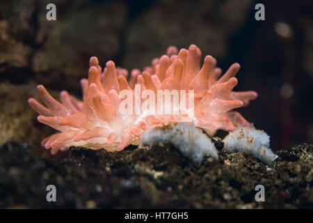 Bubble-tip anemone (Entacmaea quadricolor). Bright pink sea anemone in family Actiniidae, host to clown fish (Amphiprion sp.) Stock Photo