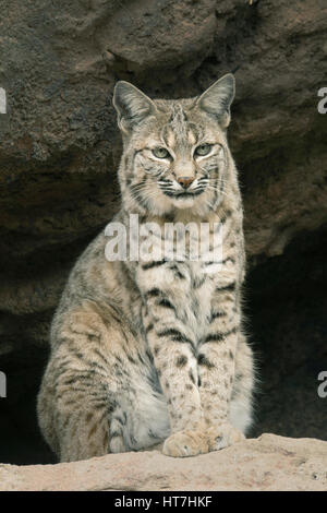 Bobcat, (Lynx rufus)  Tucson, Arizona Stock Photo