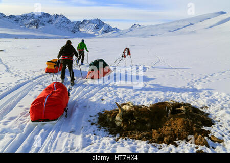 Mountaineering Team Pulling A Pulk Sled Passing Through A Dead Musk Ox On Snowy Landscape Stock Photo