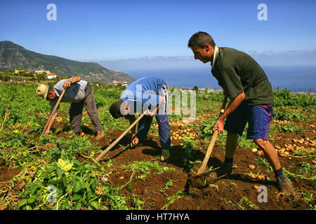 A Small Farm Growing Potatos And Onions In The Las Vegas Area Of Abona In Tenerife, Canary Islands, Spain Stock Photo