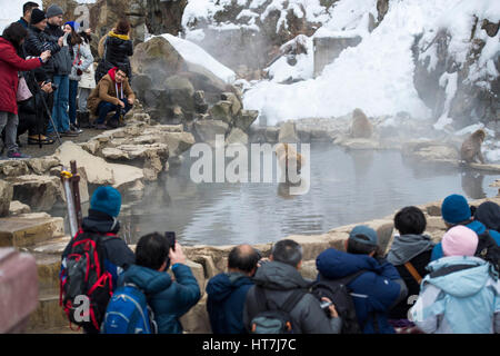 A Crowd Of People Gathered At The Snow Monkey Park In Nagano, Japan Stock Photo