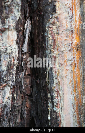 A Pitch And Burnt Bark On A Pitch Pine Tree Stock Photo