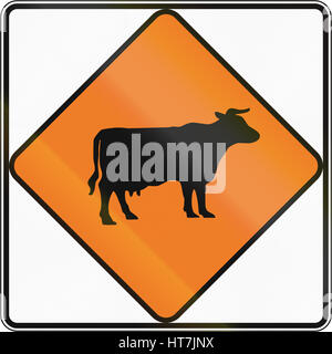 New Zealand temporary road sign - Cattle. Stock Photo