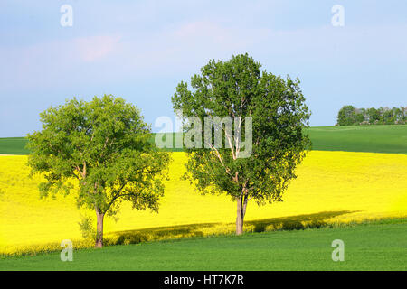 Green trees in meadow on blue sky background. Bright summer background. Trees with green leaves in day light. Stock Photo