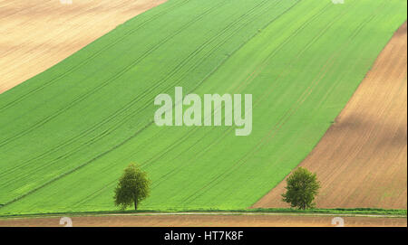 Green trees on agricultural brown fields background. Perfect agricultural background. Green brown agricultural fields in day light. Stock Photo