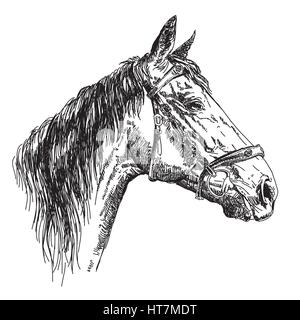 Horse head in profil with bridle in black and white vector hand drawing illustration Stock Vector