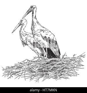Pencil drawing Storks couple in the nest vector illustratoin Stock Vector