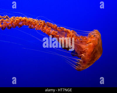 JELLYFISH Sea nettle jellyfish (Chrysaora fuscescens)  slowly drifting and pulsing in Monterey Aquarium California USA
