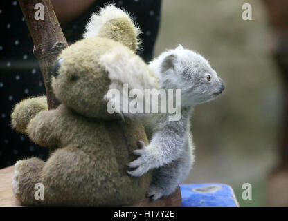 Duisburg, Germany. 08th Mar, 2017. Koala joey Ramboora is weighed in the zoo in Duisburg, Germany, 08 March 2017. The koala weighs 635 grams and is just over one year old. Photo: Roland Weihrauch/dpa/Alamy Live News Stock Photo