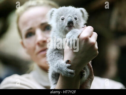 Duisburg, Germany. 08th Mar, 2017. Koala joey Ramboora with a zookeeper in the zoo in Duisburg, Germany, 08 March 2017. The koala weighs 635 grams and is just over one year old. Photo: Roland Weihrauch/dpa/Alamy Live News Stock Photo