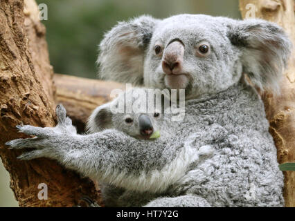 Duisburg, Germany. 08th Mar, 2017. Koala joey Ramboora with his mother Iona in the zoo in Duisburg, Germany, 08 March 2017. The koala weighs 635 grams and is just over one year old. Photo: Roland Weihrauch/dpa/Alamy Live News Stock Photo