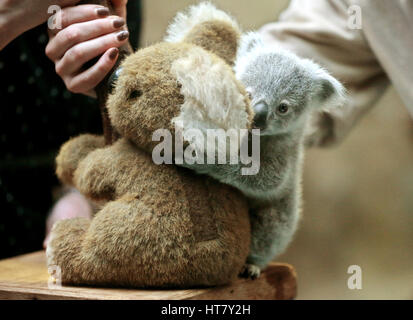 Duisburg, Germany. 08th Mar, 2017. Koala joey Ramboora is weighed in the zoo in Duisburg, Germany, 08 March 2017. The koala weighs 635 grams and is just over one year old. Photo: Roland Weihrauch/dpa/Alamy Live News Stock Photo