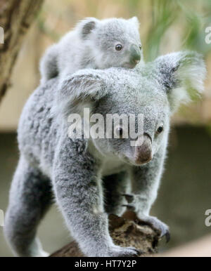 Duisburg, Germany. 08th Mar, 2017. Koala joey Ramboora with his mother Iona in the zoo in Duisburg, Germany, 08 March 2017. The koala weighs 635 grams and is just over one year old. Photo: Roland Weihrauch/dpa/Alamy Live News Stock Photo
