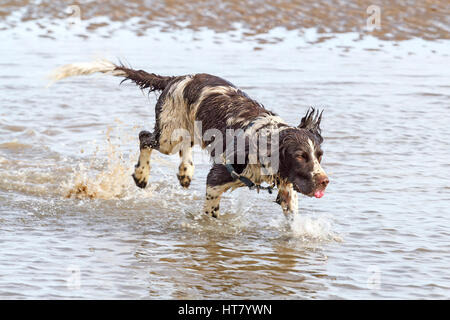 UK Weather, Crosby, Liverpool, Merseyside. March 8th 2017.  Four year old English Springer Spaniel 'Max' lives life to the max down on the beach at Crosby in Merseyside.  The English Springer Spaniel is a breed of gun dog in the Spaniel family traditionally used for flushing and retrieving game. It is an affectionate, excitable breed with a typical lifespan of twelve to fourteen years. Credit: Cernan Elias/Alamy Live News Stock Photo