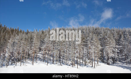 Winter landscape with snowy pine forest on a blue sky background in a clear sunny day. Stock Photo