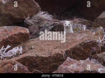 Ermine, Mustela erminea, having white winter fur, looking up among rocks looking in to the camera, cold weather with frost and ice on the ground, Gäll Stock Photo