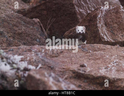 Ermine, Mustela erminea,standing a mong rocks with a fieldmouse in his mouth, having white winter fur, looking in to the camera, cold weather with ice Stock Photo