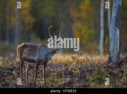Reindeer in autumn season looking in to the camera and the forest having autumn colors, Gällivare, Swedish Lapland, Sweden Stock Photo