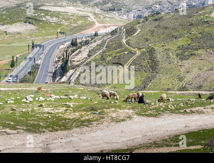 A traditional shepherd on the outskirts of Jerusalem, Israel Stock Photo