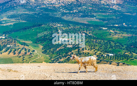 Goat near Marinid Tombs in Fes, Morocco Stock Photo