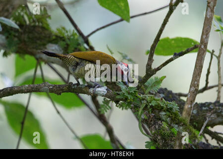 Golden-olive Woodpecker (Piculus rubiginosus) Stock Photo