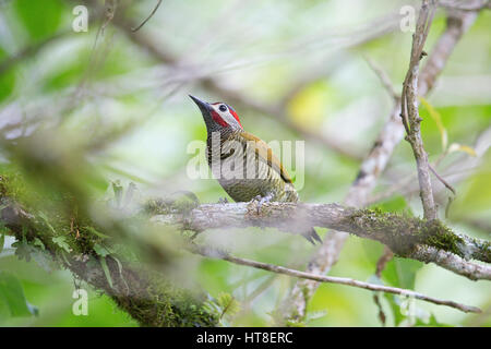 Golden-olive Woodpecker (Piculus rubiginosus) Stock Photo
