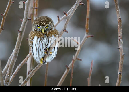 Northern Pygmy-Owl (Glaucidium gnoma), Western Montana Stock Photo