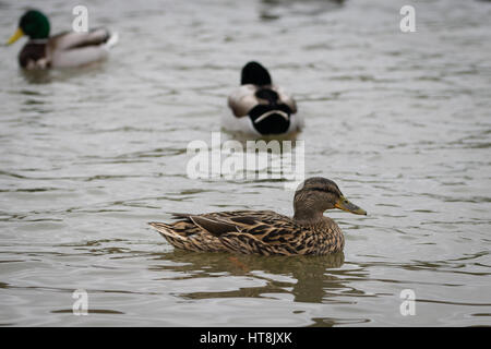 Female brown mallard duck swimming on a winter lake with drake male mallard ducks in the background Stock Photo