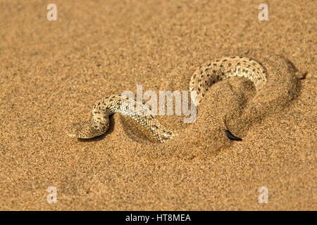 Sidewinder (Peringuey's Adder) burying itself in the sand of the Namib desert Stock Photo