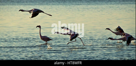 Flamiingo take off at sunset Stock Photo