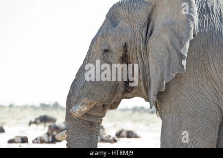 African Elephant in musth Stock Photo