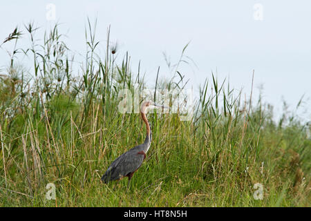 Goliath Heron in reed beds Stock Photo