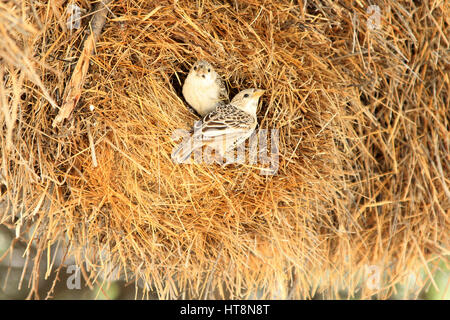 Two Sociable weaver birds on nest Stock Photo