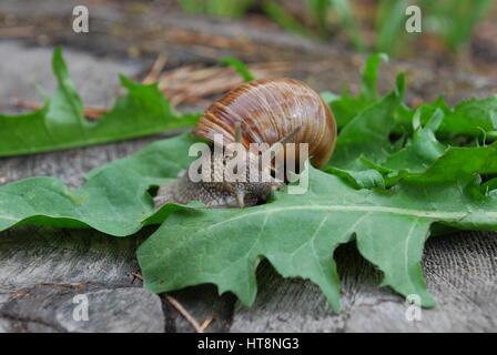 Snail crawling on dandelion leaves. Helix pomatia (common names the Burgundy snail, Roman snail, edible snail or escargot). Stock Photo