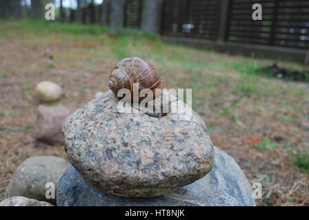 Snail crawling on stone. Helix pomatia (common names the Burgundy snail, Roman snail, edible snail or escargot) is a species of large, edible snail. Stock Photo
