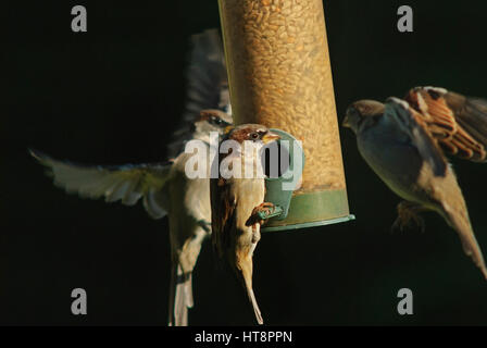 House sparrows landing and feeding on a garden feeder Stock Photo