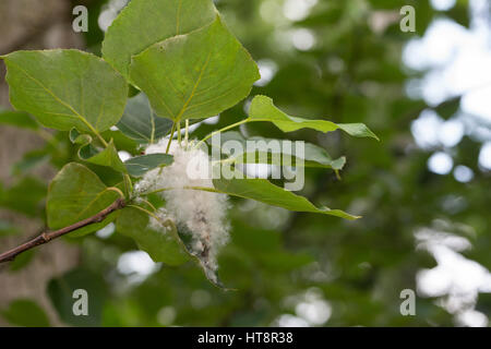 Balsam-Pappel, Balsampappel, Samen, Samenwolle, Populus balsamifera, Populus tacamahaca, balsam poplar, bam, bamtree, eastern balsam-poplar, hackmatac Stock Photo