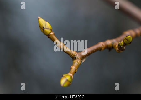 Berg-Ahorn, Bergahorn, Ahorn, Knospe, Knospen, Acer pseudoplatanus, Sycamore, Maple, Erable sycomore, bud, buds, L’érable sycomore, grand érable, érab
