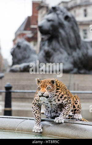 London, UK. 8 March 2017. Nat Geo WILD unveils the world’s first hyper realistic animatronic leopard in London's Trafalgar Square to mark the launch of Big Cat Week (6-12 March), in association with charity the Big Cats Initiative. It was created by John Nolan Studio, the geniuses behind many Harry Potter and other Hollywood animatronics. Stock Photo