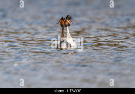 Adult Great Crested Grebes courtship routine