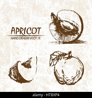 Digital vector detailed apricot hand drawn retro illustration collection set. Thin artistic linear pencil outline. Vintage ink flat style, engraved si Stock Vector