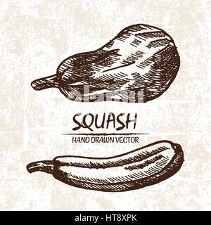 Digital vector detailed squash hand drawn retro illustration collection set. Thin artistic linear pencil outline. Vintage ink flat style, engraved sim Stock Vector