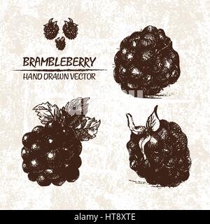 Digital vector detailed brambleberry hand drawn retro illustration collection set. Thin artistic linear pencil outline. Vintage ink flat style, engrav Stock Vector