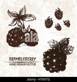 Digital vector detailed brambleberry hand drawn retro illustration collection set. Thin artistic linear pencil outline. Vintage ink flat style, engrav Stock Vector