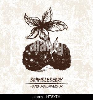 Digital vector detailed brambleberry hand drawn retro illustration collection set. Thin artistic linear pencil outline. Vintage ink flat style, engrav Stock Vector