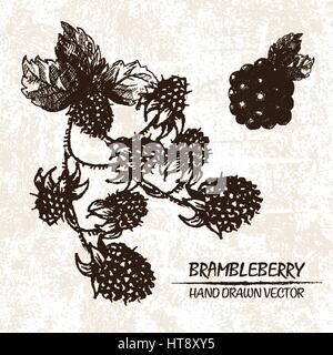 Digital vector detailed brambleberry hand drawn retro illustration collection set. Thin artistic linear pencil outline. Vintage ink flat style, engrav Stock Vector